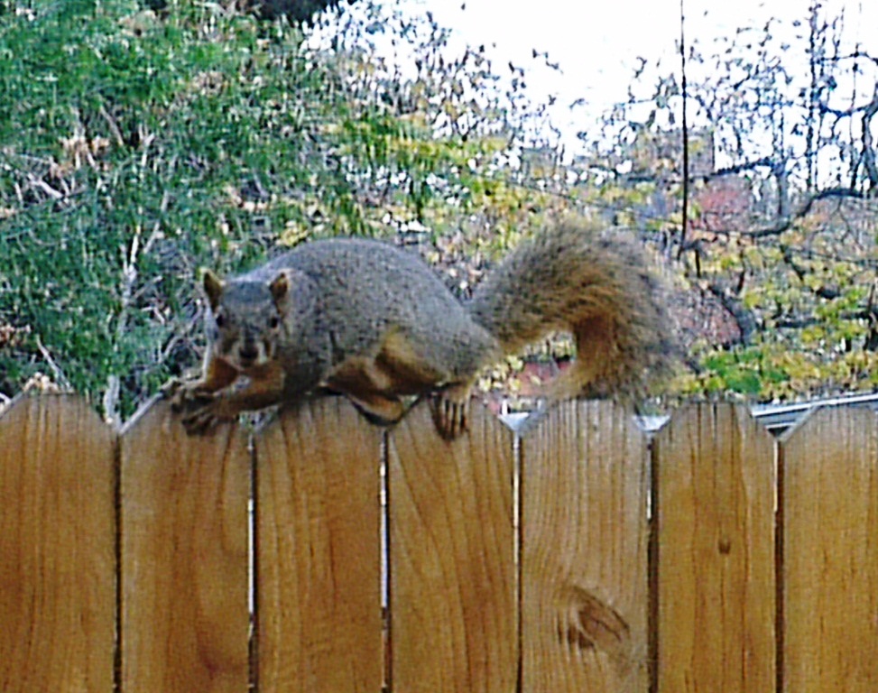 Squirrel 1