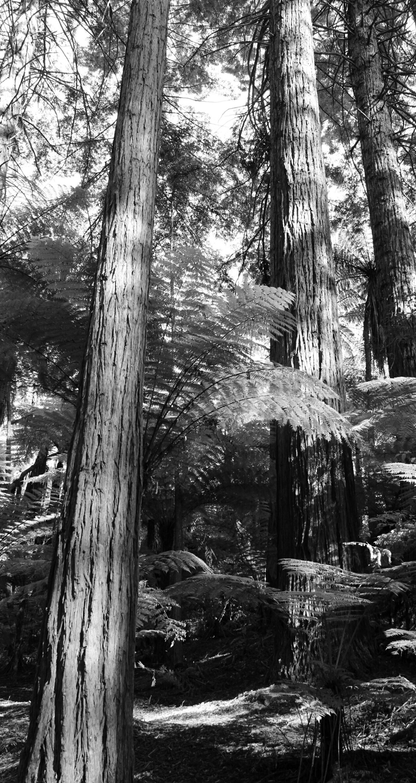 wpid-Redwoods-Big-Tree.jpg.jpeg