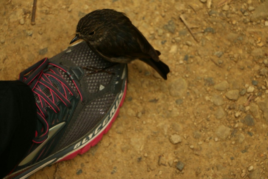 wpid-bird-shoe.jpg.jpeg
