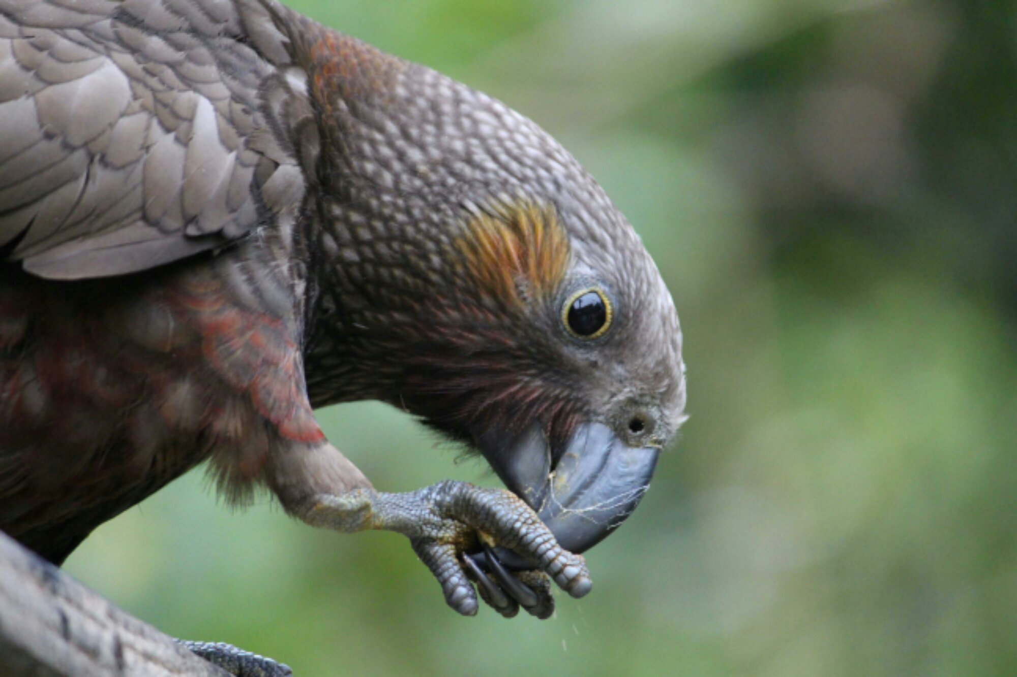 wpid-eating-parrot-2.jpg.jpeg